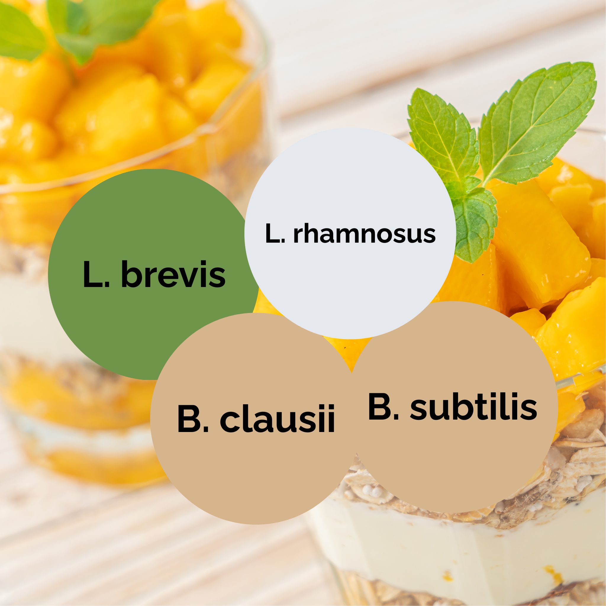 L. brevis + L. rhamnosus + B. subtilis + B. clausii | Набор для запуска йогурта | Стартовые культуры | Упаковка из 3 штук