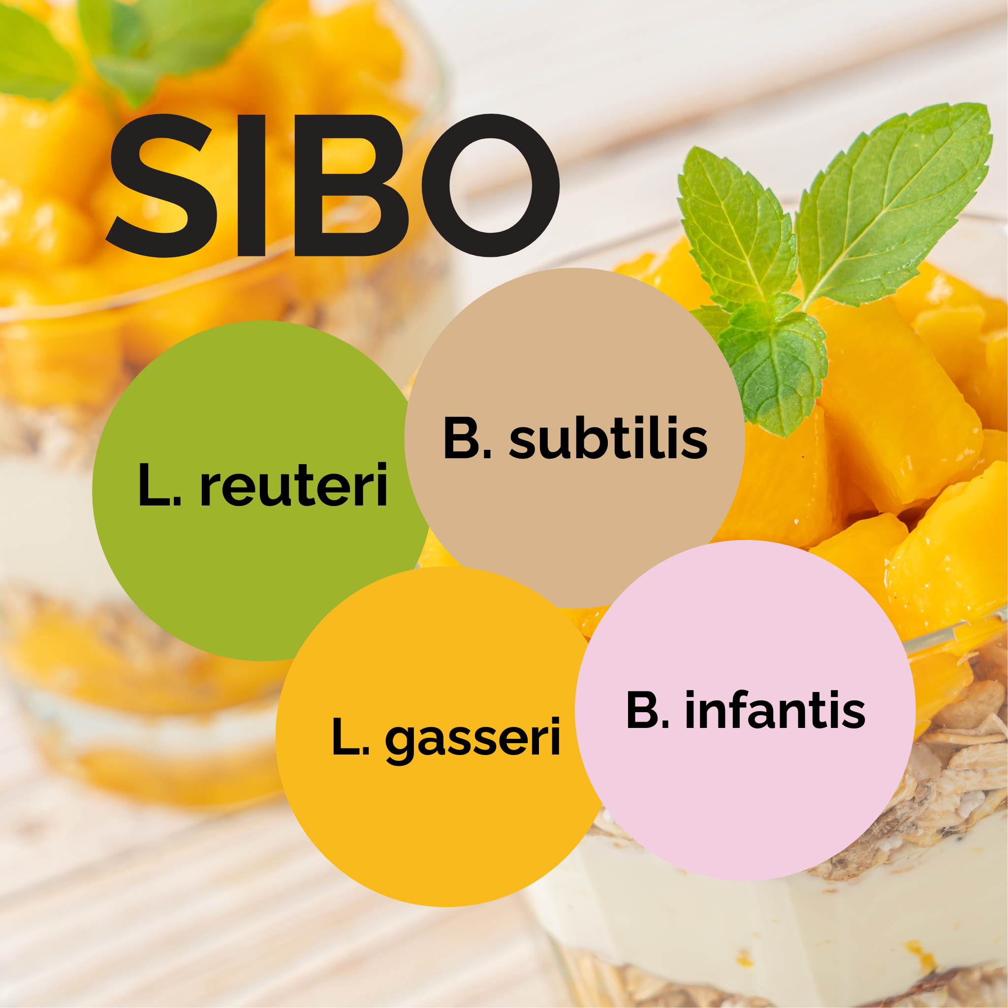 L. reuteri + L. gasseri + B. infantis + B. subtilis | Набор для запуска йогурта | SIBO | Стартовые культуры | Упаковка из 3 штук