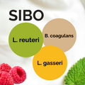 L. reuteri + B. coagulans + L. gasseri | Набор для запуска йогурта | Йогурт SIBO по методу доктора Дэвиса | Стартовые культуры | Упаковка из 3 штук